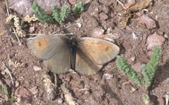 Erebia callias P1230928a by
xpda. Used under a CC BY-SA 4.0 license.