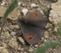 Erebia callias P1470945a by
xpda. Used under a CC BY-SA 4.0 license.