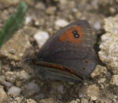 Erebia callias P1470946a by
xpda. Used under a CC BY-SA 4.0 license.