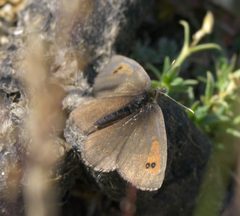 Erebia callias P1510302a by 
xpda. Used under a CC BY-SA 4.0 license.