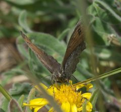 Erebia callias P1510434a by 
xpda. Used under a CC BY-SA 4.0 license.