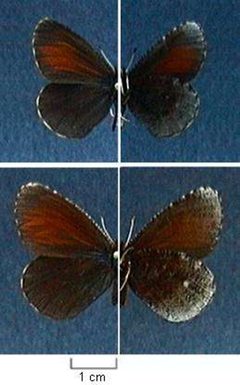 Erebia discoidalis by Northern Prairie Wildlife Research Center - USGS. Used under a Public domain license.