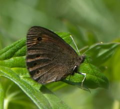 Erebia epipsodea P1470750a by
xpda. Used under a CC BY-SA 4.0 license.