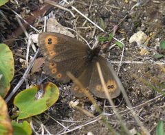 Erebia epipsodea P1510396a by 
xpda. Used under a CC BY-SA 4.0 license.