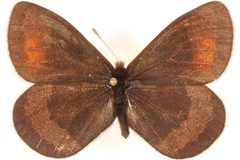 Erebia fasciata by CBG Photography Group, Centre for Biodiversity Genomics. Used under a CC BY 3.0 license.