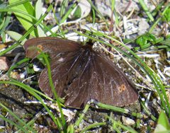 Erebia rossii kuskoquima 43967568 by Nick Block. Used under a CC BY 4.0 license.
