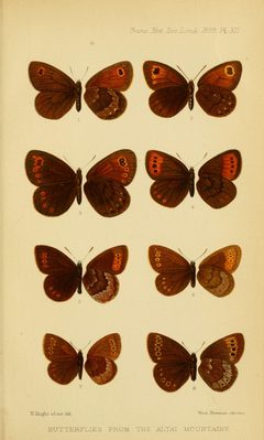 TransEntSocLond1899PlateXII by Elwes. Used under a Public domain license.