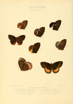 Illustrations of new species of exotic butterflies Pronophila IV by William Chapman Hewitson
. Used under a Public domain license.