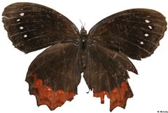 Red-bordered Satyr Megan McCarty30 by Meganmccarty. Used under a Public domain license.