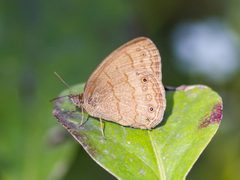 Hermeuptychia hermybius 30354248 by Melissa McMasters. Used under a CC BY 4.0 license.