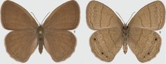 Hermeuptychia hermybius female by Cong Q, Grishin NV. Used under a CC BY 3.0 license.