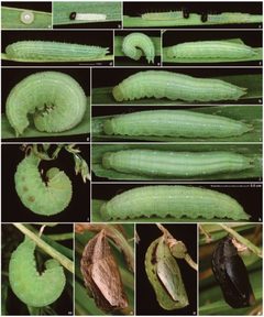 Hermeuptychia hermybius life history by Cong Q, Grishin NV. Used under a CC BY 3.0 license.