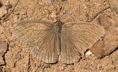 Hermeuptychia sosybius by Mike Boone. Used under a CC BY-SA 2.5 license.