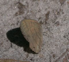 Hermeuptychia sosybius P1000845a by 
xpda. Used under a CC BY-SA 4.0 license.
