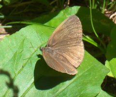 Hermeuptychia sosybius P1010852a by 
xpda. Used under a CC BY-SA 4.0 license.