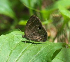 Hermeuptychia sosybius P1010857a by 
xpda. Used under a CC BY-SA 4.0 license.