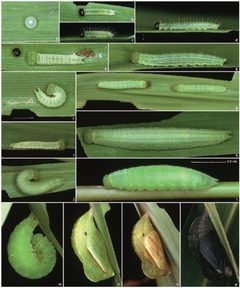 Hermeuptychia sosybius life history by Cong Q, Grishin NV. Used under a CC BY 3.0 license.