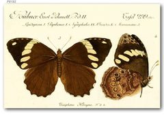 Manataria hercyna Hubner image by Hübner, Jacob. Used under a CC BY-SA 4.0 license.