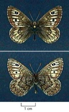 Neominois ridingsii by Northern Prairie Wildlife Research Center - USGS. Used under a Public domain license.