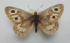 Neominois ridingsii13061986 by Atylotus. Used under a CC BY-SA 4.0 license.