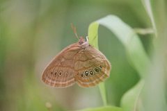 Neonympha mitchellii francisci individual by Brian Hudgens. Used under a CC BY-SA 3.0 license.