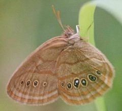 Neonympha mitchellii francisci individual cropped by Brian Hudgens. Used under a CC BY-SA 3.0 license.