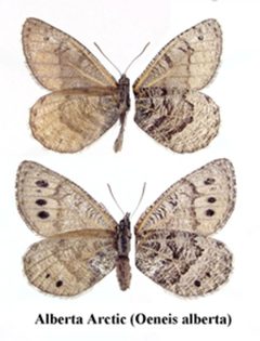 Oeneis alberta by FWS. Used under a Public domain license.