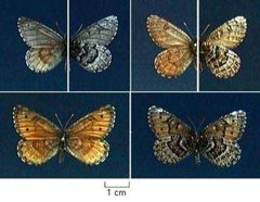 Oeneis alberta1 by Northern Prairie Wildlife Research Center - USGS. Used under a Public domain license.