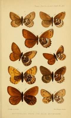 TransEntSocLond1899PlateXIV by Elwes. Used under a Public domain license.