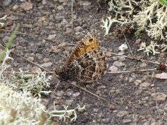 Chryxus arctic Oeneis chryxus 26246212 2019-06-01 by Reuven Martin. Used under a CC0 license.