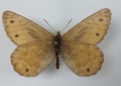 Oeneis chryxus up170686 by Atylotus. Used under a CC BY-SA 4.0 license.