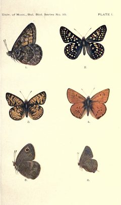 The butterflies of Montana BHL23617799 by Elrod, Morton J.; Maley, Frances Inez.. Used under a Public domain license.
