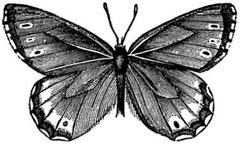 EB1911 Lepidoptera - Oeneis jutta by George Herbert Carpenter. Used under a Public domain license.