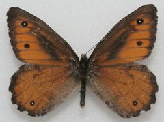 Oeneis nevadensis by Megan McCarty. Used under a CC BY-SA 3.0 license.