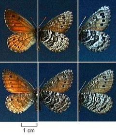 Oeneis uhleri by Northern Prairie Wildlife Research Center - USGS. Used under a Public domain license.