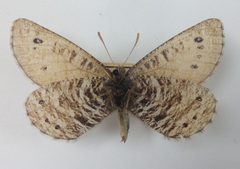 Oeneis uhleri down250686 by Atylotus. Used under a CC BY-SA 4.0 license.