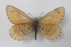 Oeneis uhleri up350685 by Atylotus. Used under a CC BY-SA 4.0 license.