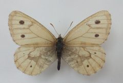 Oeneis urda up110688 by Atylotus. Used under a CC BY-SA 4.0 license.