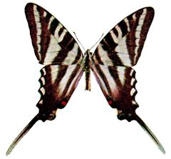 Eurytides marcellus illustration by Nature Study Publishing Company, Chicago. Used under a Public domain license.