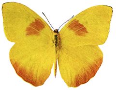 Phoebis argante - Illustration by Nature Study Publishing Company, Chicago. Used under a Public domain license.