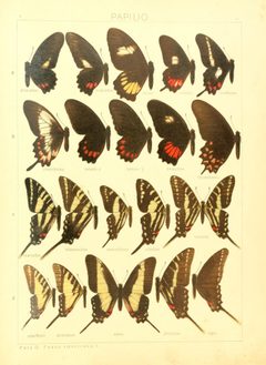Macrolepidoptera15seit 0037 by Adalbert Seitz
. Used under a Public domain license.