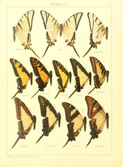 Macrolepidoptera15seit 0041 by Adalbert Seitz
. Used under a Public domain license.