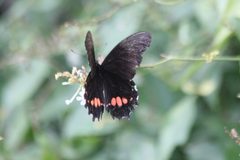 Papilio anchisiades by Anne Toal from US. Used under a CC BY 2.0 license.