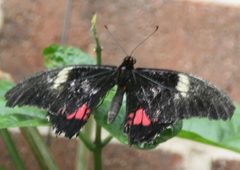 Papilio anchisiades 10zz by Photo by David J. Stang. Used under a CC BY-SA 4.0 license.