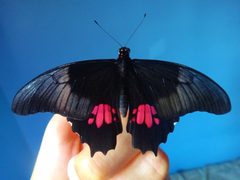Papilio anchisiades adulto by Biologoandre. Used under a CC BY-SA 4.0 license.