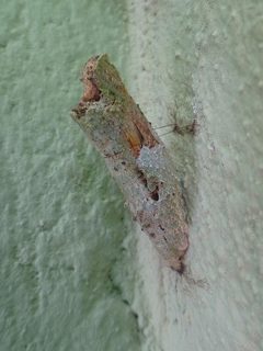 Papilio anchisiades pupa by Biologoandre. Used under a CC BY-SA 4.0 license.