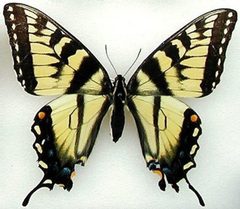 P app f paratype dorsal by Joe Mueller. Used under a Attribution license.