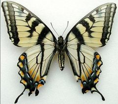 P app f paratype ventral by Joe Mueller. Used under a Attribution license.
