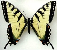 P app m holotype dorsal by credited to Joe Mueller. Used under a Attribution license.
