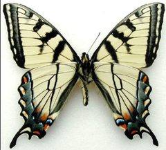 P app m holotype ventral by Joe Mueller. Used under a Attribution license.